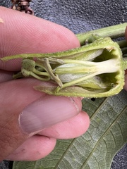 Passiflora viridescens