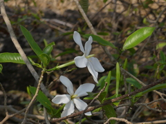 Gardenia resinifera