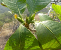 Gardenia resinifera
