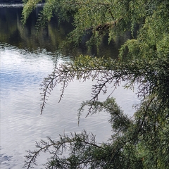 Lagarostrobos franklinii