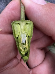 Passiflora viridescens