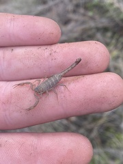 Serradigitus gertschi