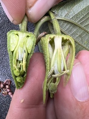 Passiflora viridescens