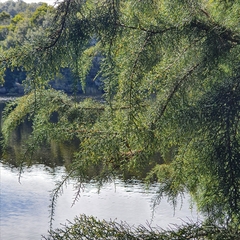 Lagarostrobos franklinii