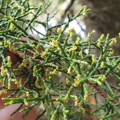 Lagarostrobos franklinii