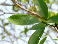 Gardenia resinifera