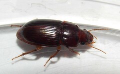 Harpalus gravis