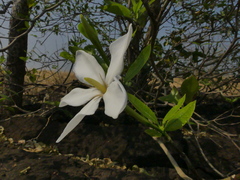 Gardenia resinifera
