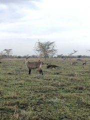 Kobus ellipsiprymnus defassa