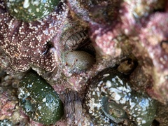 Acanthodoris nanaimoensis