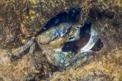 Rhithropanopeus harrisii