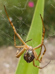 Argyrodes antipodianus