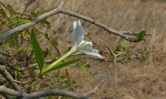 Gardenia resinifera