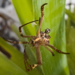 Argyrodes antipodianus