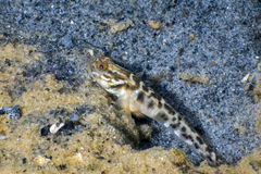 Microgobius gulosus