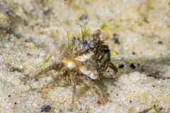 Rhithropanopeus harrisii