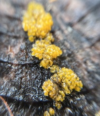 Dacrymycetaceae