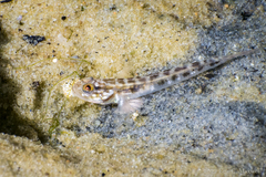 Microgobius gulosus
