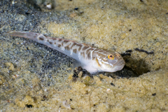 Microgobius gulosus