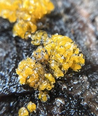 Dacrymycetaceae