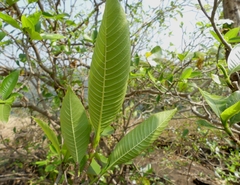 Gardenia resinifera