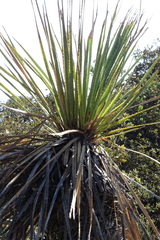 Dasylirion acrotrichum