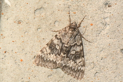 Catocala semirelicta