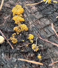 Dacrymycetaceae