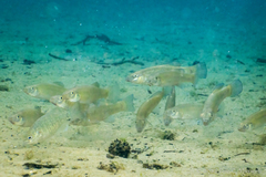 Fundulus seminolis