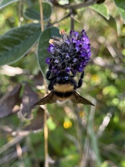 Bombus robustus
