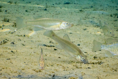 Fundulus seminolis