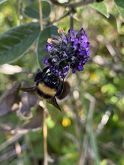 Bombus robustus