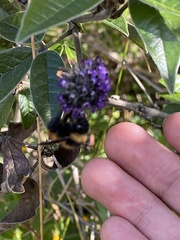 Bombus robustus