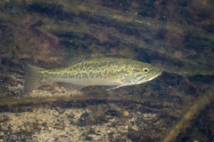 Micropterus floridanus