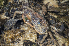 Rhithropanopeus harrisii