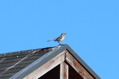 Mimus thenca