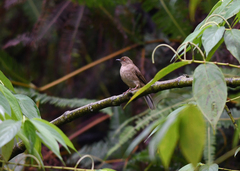 Pycnonotus brunneus