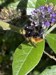 Bombus robustus