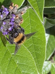 Bombus robustus