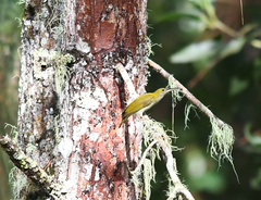 Arachnothera modesta