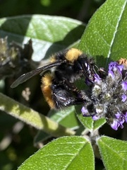 Bombus robustus