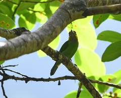 Psilopogon chrysopogon