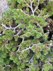 Selaginella hansenii