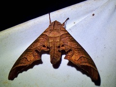 Marumba spectabilis