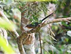 Zanclostomus javanicus