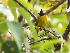 Rubigula flaviventris