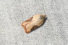 Acleris stadiana