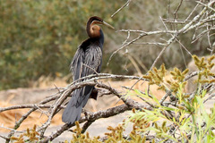 Anhinga rufa rufa