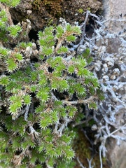 Selaginella hansenii