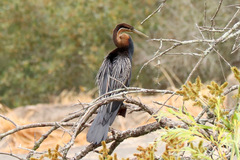 Anhinga rufa rufa